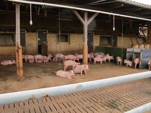La zone de sortie des porcs en pré-engraissement et à l’arrière le mur qui la sépare de l’aire d‘alimentation