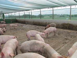 L’aire de sortie des porcs en engraissement (identique à celle des porcs en finition), le lisier se trouve sous les caillebotis 