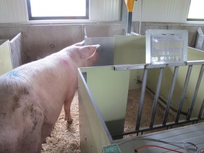 Les truies ont deux zones à disposition (zone de couchage dans le couloir, zone d’alimentation et de déjection à l’arrière).