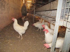 Le sol à l'intérieur de l'étable est parsemé de granulés de paille.