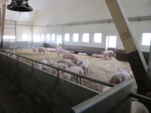La zone de repos des porcs en finition