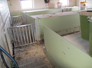 La zone de déjections des porcelets