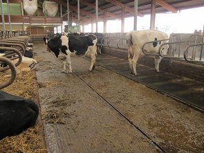 couloir, l’aire d’affouragement et les logettes