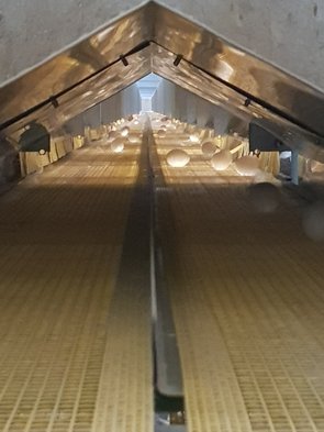 Derrière les nids se trouve un tapis roulant sur lequel les œufs sont ramassés et transportés.