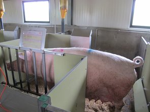 Au moment de la visite, les truies n’avaient pas encore mis bas.