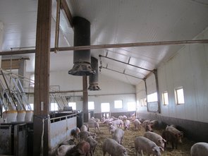 Les aires de repos et aire d’alimentation des porcs en phase d’engraissement, porcherie réhabilitée en 2016.