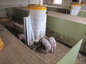 Les porcelets en train de se nourrir