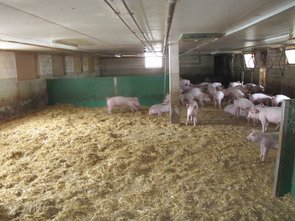 L’aire de repos des porcs en pré-engraissement