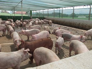 Les porcs en phase d’engraissement dans l’aire de sortie protégée par des filets d’ombrage et brise vent