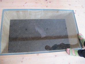 Exclusif : une fenêtre est encastrée dans le toit de la stabulation des porcs en pré-engraissement 